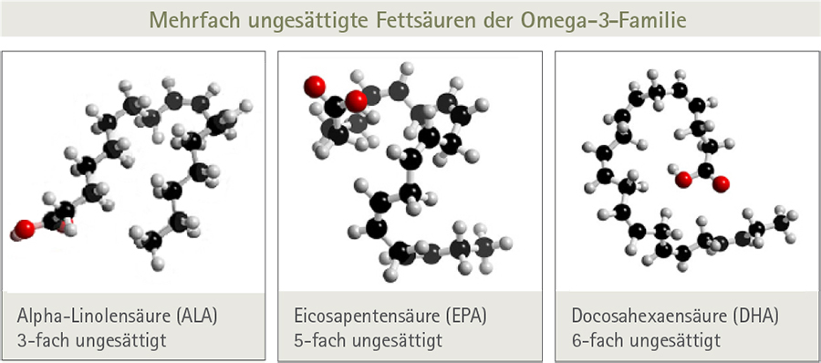 Chemische Struktur von Alpha-Linolensäure (ALA), Eicosapentensäure (EPA) und Decosahexaensäure (DHA)